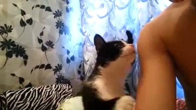 Кот намекает-пора его погладить! Позитив) Cat hints that it is time to be already pat смотреть онлайн