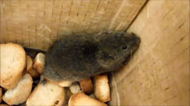 Мышь смотреть онлайн