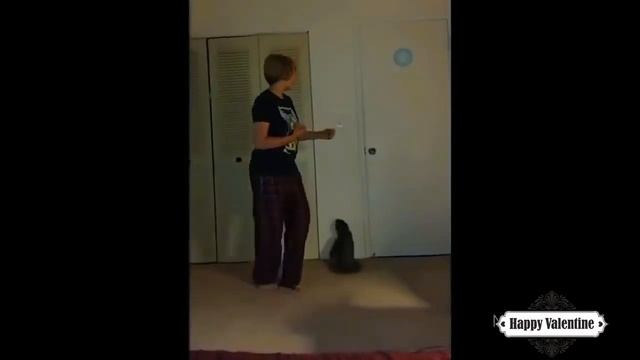 Смешные коты * ОЗВУЧКА КОТОВ* смотреть онлайн