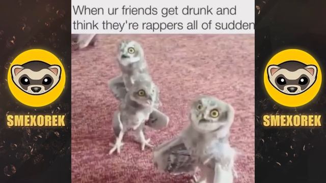 Танцующие совы Dance Owl Vine Video #1