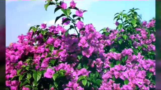 С ДНЕМ РОЖДЕНИЯ - САНЯ ! смотреть онлайн