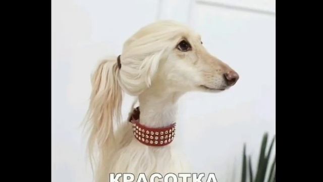 Смешные фотки номер 1 смотреть онлайн