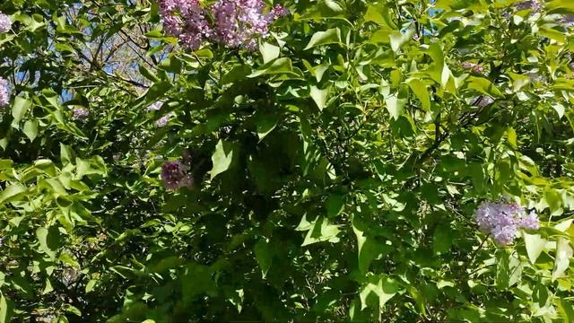 В благоухающих зарослях сирени