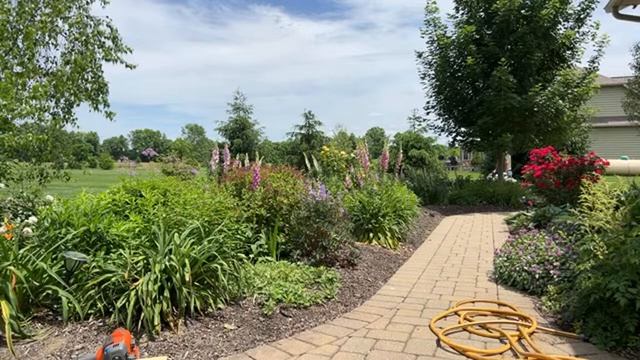 Planting Stained Glass Hosta, American Halo, Fragrant Bouquet Hosta #hostas