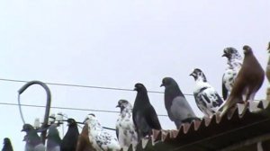 Голуби Алексеева Ю.А.