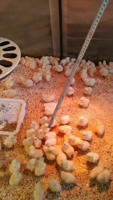 Любопытные цыплята,выращивание бройлера смотреть онлайн