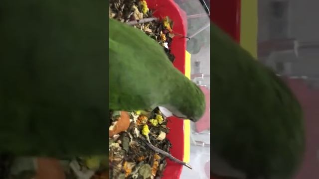 Смешной Попугай Калита -Квакер-Монах по имени Гуччи! смотреть онлайн