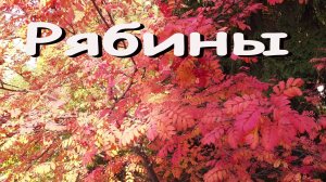 Рябины- Александр Найдёнов