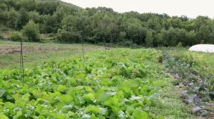 КАК ПРАВИЛЬНО СОБРАТЬ СОБСТВЕННЫЕ СЕМЕНА РЕПЫ