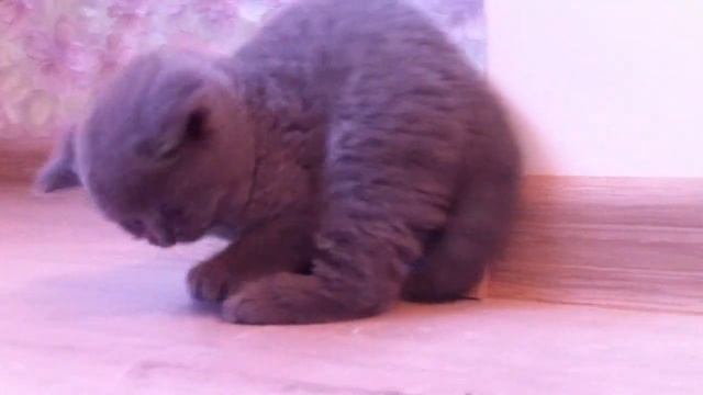 Британские котята! Настоящий мальчик))) British Shorthair Cat