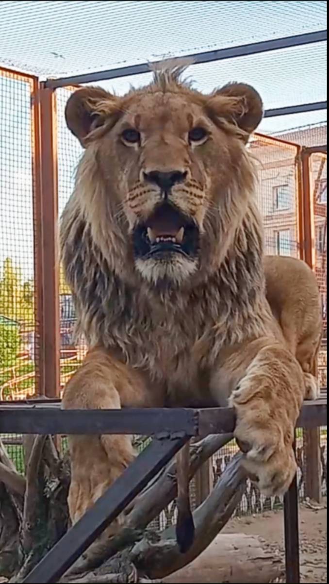 ШЕРХАН обиделся, его обозвали слонёнком. #шерхан_тайган #шерхан #лев #юмор #зоопарк #shortvideo смотреть онлайн