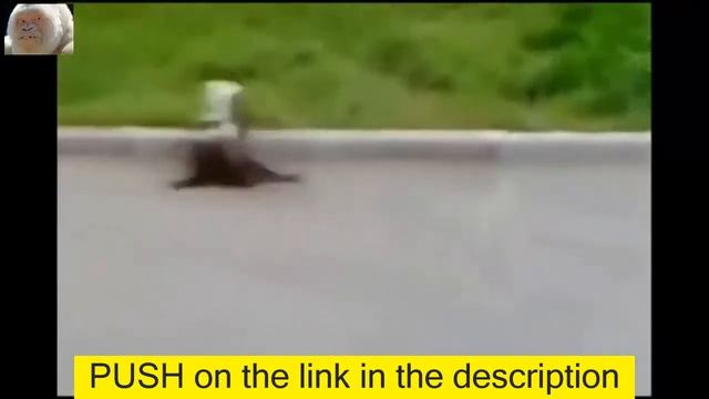 Видео приколы Vit Art.Смешное видео с кошками. Прикольные кошки.Ржач ## смотреть онлайн