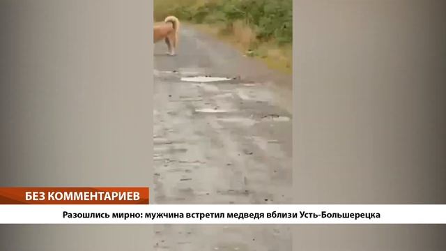 •БЕЗ КОММЕНТАРИЕВ: Разошлись мирно: мужчина встретил медведя вблизи Усть-Большерецка• смотреть онлайн