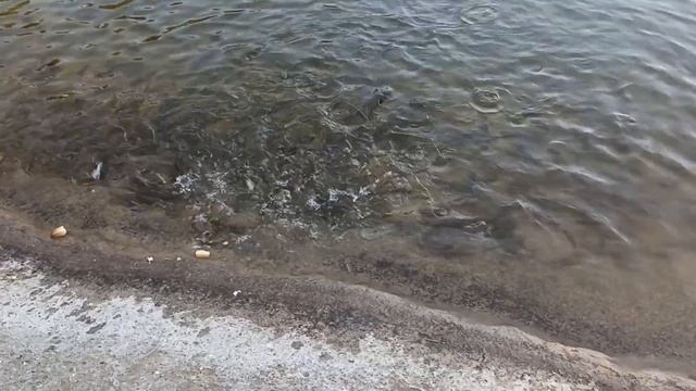 Кормили рыб в пруду смотреть онлайн