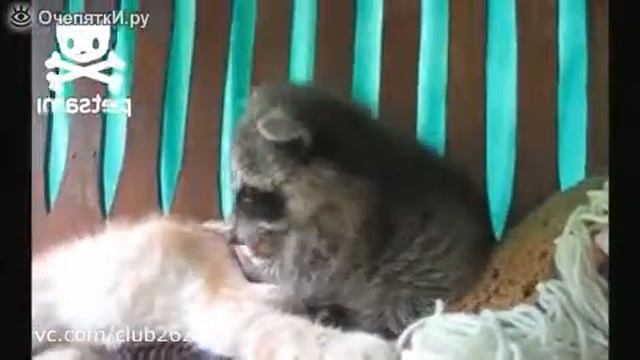 Енот пристает к коту.