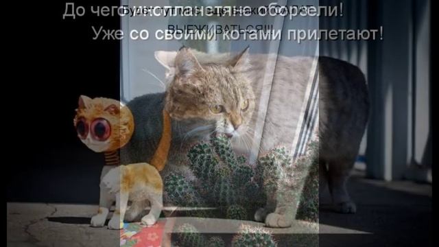 Кошачьи приколы смотреть онлайн
