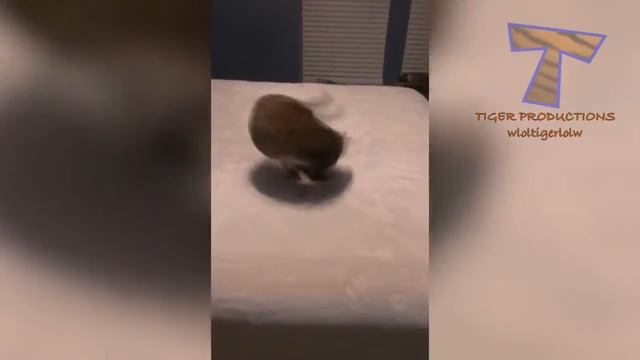 ПЫТАЙТЕСЬ СДЕЛАТЬ СВОЮ СЛАБОЧНУЮ ВЫЗОВУ - Супер смешные видео АНИМАЛА! смотреть онлайн