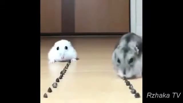 Я РЖАЛ ПОЛ ЧАСА Смешные Коты и Собаки ПРИКОЛЫ С ЖИВОТНЫМИ Cute Cats #3 смотреть онлайн