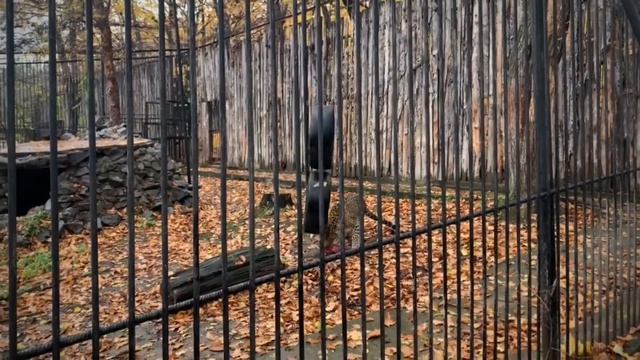 День рождения Зоосада смотреть онлайн