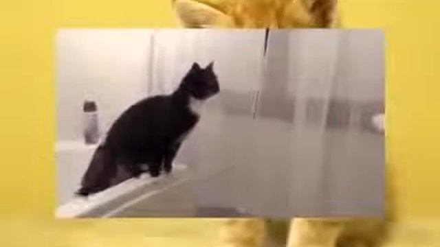 страхи кошек Новые Приколы Шутки Смешные ролики Юмор! Прикол! Смех