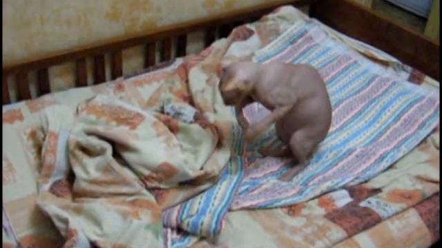Вторая нарезка из кота смотреть онлайн