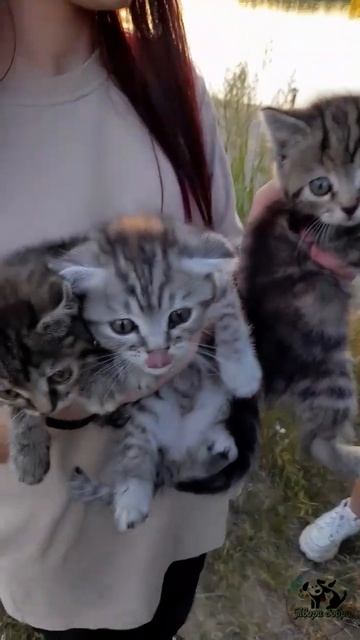 Котят выкинули как ненужный мусор смотреть онлайн