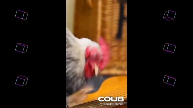 BEST COUB И ПРИКОЛЫ,ЛУЧШЕЕ 250 | 2021 смотреть онлайн