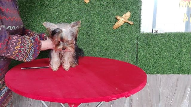 Продажа😃Питомник Йорк & Шпиц.Elite Pets,Крым, Евпатория 🌞+79788972514 Доставка возможна 🥰