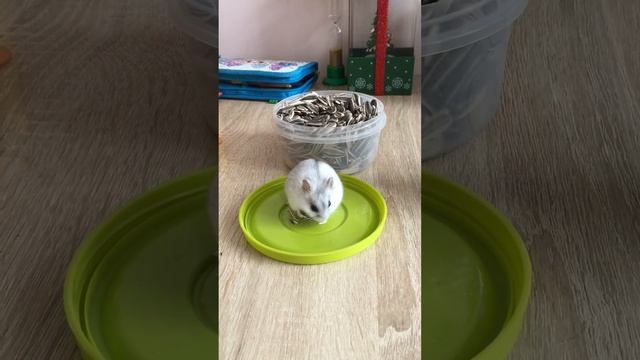Как хомяк грызет семечки смотреть онлайн