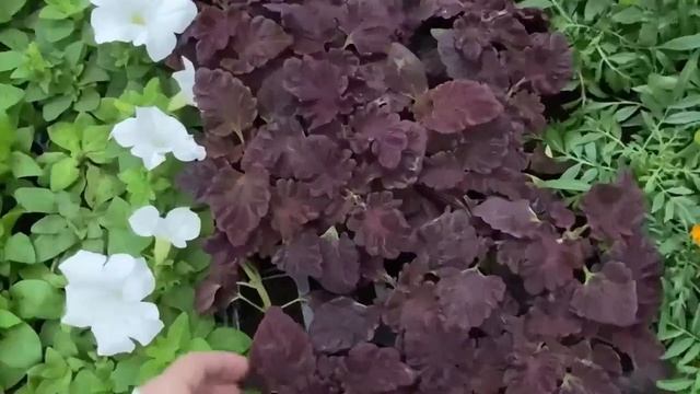 VID_20250430_210742_038.mp4 смотреть онлайн