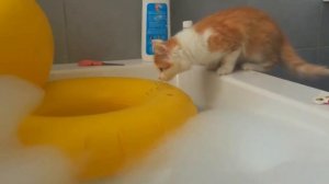 FUNNY CATS - Коты Супер МАРИО/Приколы с Котами