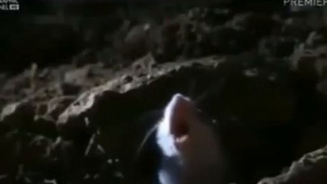 Смешные видео ЖДУ ЗАРПЛАТУ