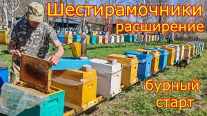 ШЕСТИРАМОЧНИКИ БУРНОЕ РАЗВИТИЕ! Карника в Сибири!