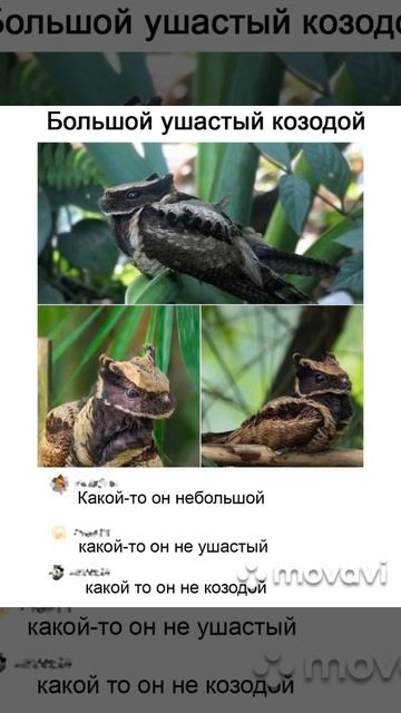 козодой, а может и нет #мем #мемас #прикол #комикс #жиза #козодой