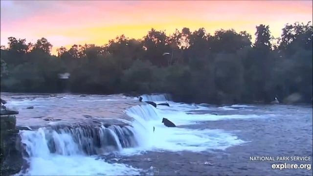 Медведи. Национальный Парк Катмай, Аляска. Bears. Katmai National Park, Alaska. смотреть онлайн