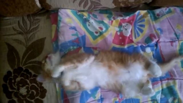 Прикол кот спит смотреть онлайн