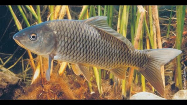 кулстори про карпа!