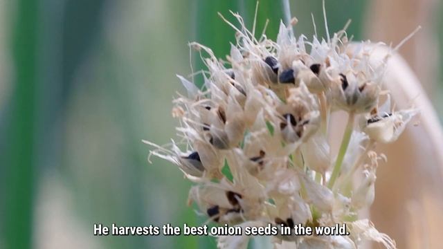 The Fellowship of the Holland Onion - Part 1 (The Sowing Season) смотреть онлайн