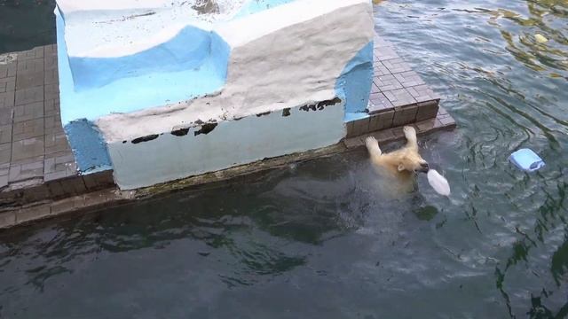 Белка продолжает прыгать с канистрой. 02.10.2023 смотреть онлайн