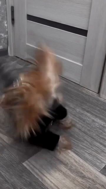 Markus Adams 🖤#йоркширскийтерьер #йорк #yorkie #yorkshire #yorkshireterrier #dog#dogs #wensday смотреть онлайн