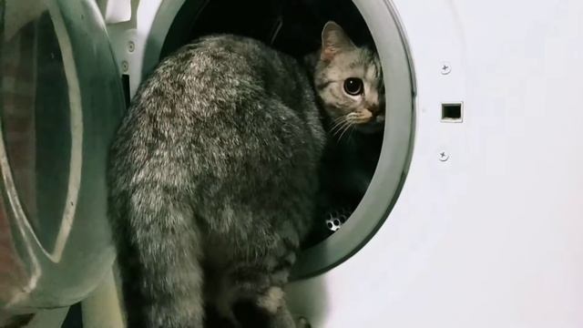 Кошка и стиралка, прикол, скоттиш_страйт. смотреть онлайн