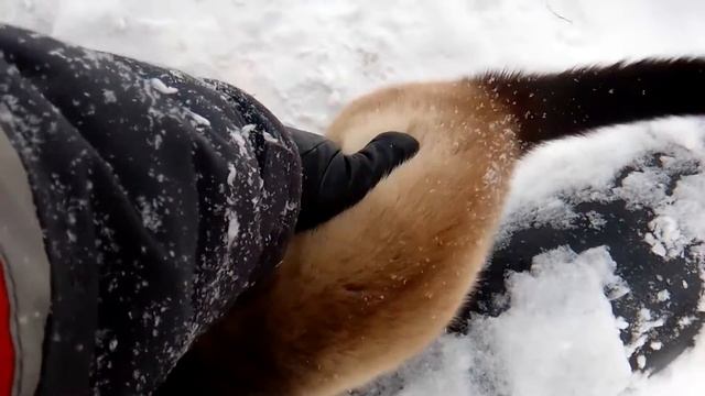 Весёлый косоглазый кот