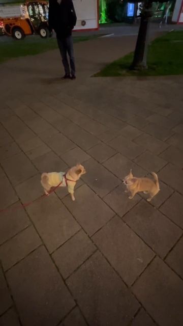 #shortvideo #short #приколы #смешноевидео #смешныеживотные #chihuahua #чихуахуа #собака #виделивиде смотреть онлайн