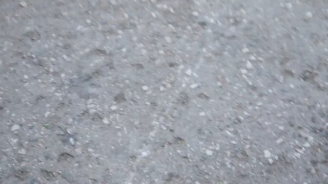 Дерзкий пес :D