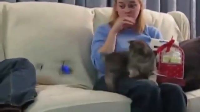 Приколы С Животными! Как пугаются коты! Приколы видео! Смешные Кошки смотреть онлайн