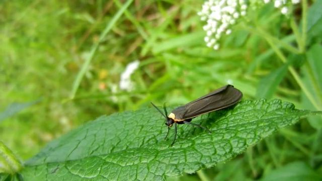 Yellow-collared Scape Moth смотреть онлайн