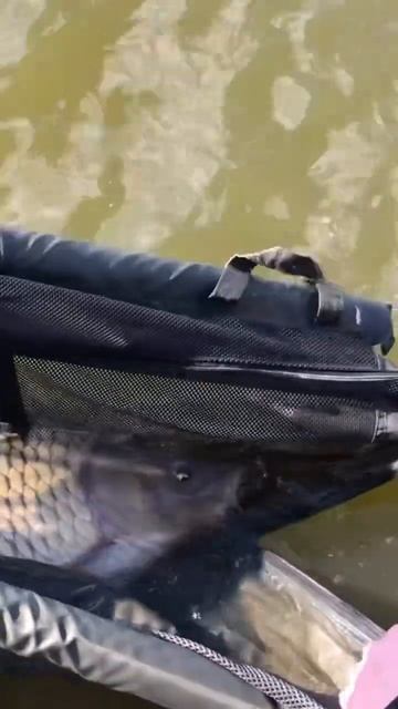 22 кг карп, отпустили… #ultrabaits #royalbaits #carpfishing #поймалотпусти #carp #разлив #просянка смотреть онлайн