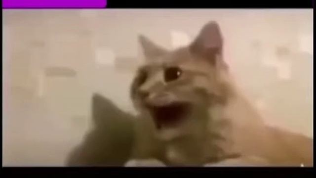 Лютый прикол с котом смотреть онлайн