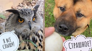 Сова лишилась одного яйца,Пёс Кубик сходил на рыбалку,Маша почти смогла отрезать хвост собаке Радику