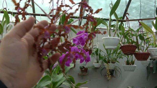 Coelogyne pandurata , Schomburgkia lueddemannii, Dendrobium farmeri смотреть онлайн